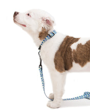 Load image into Gallery viewer, Logo Dog Leash - Blue
